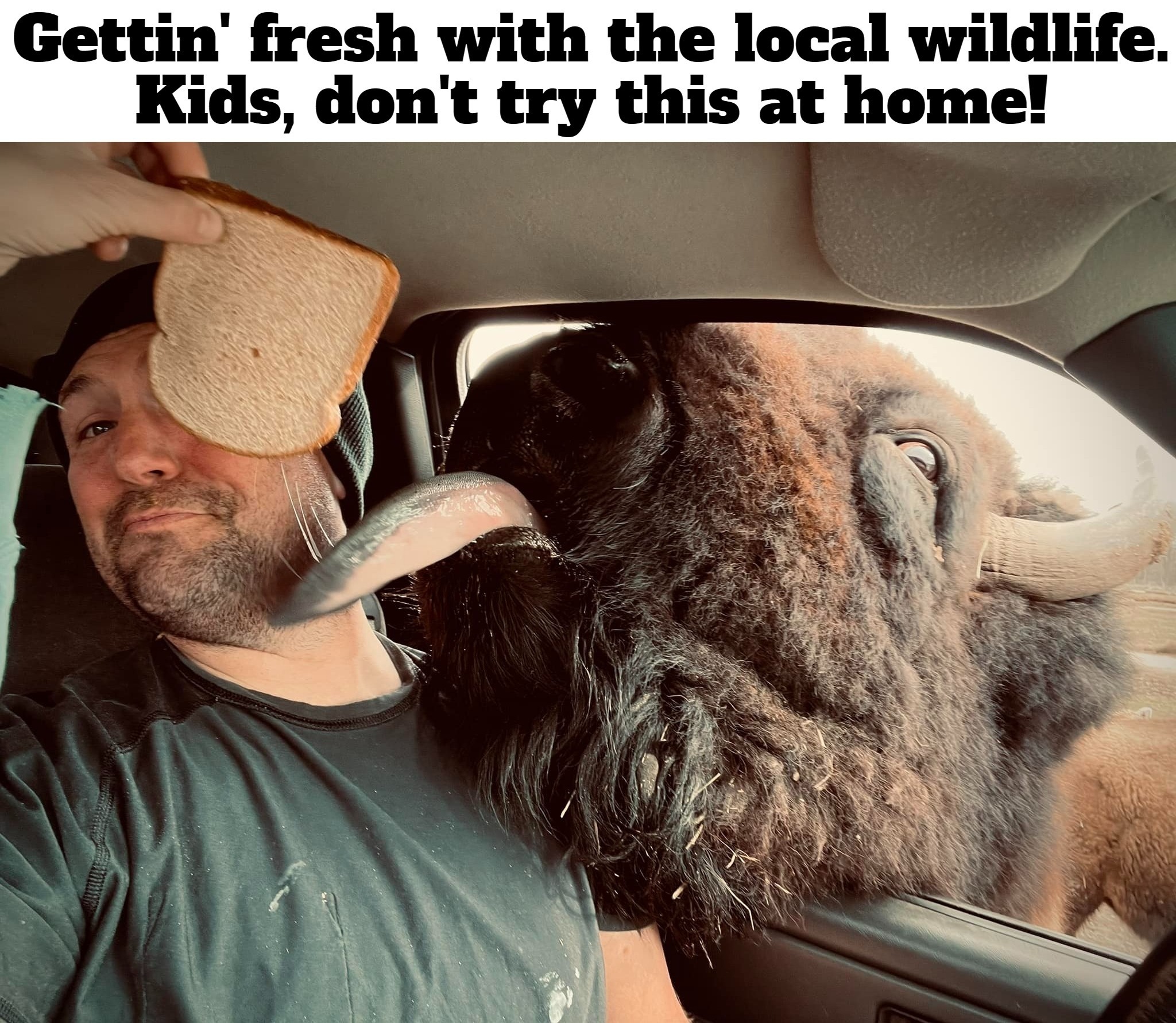 Gettin' fresh with the local wildlife. | image tagged in kids don't try this at home,bison,buffalo,buffalo are dangerous,idiots out wandering around,wildlife | made w/ Imgflip meme maker