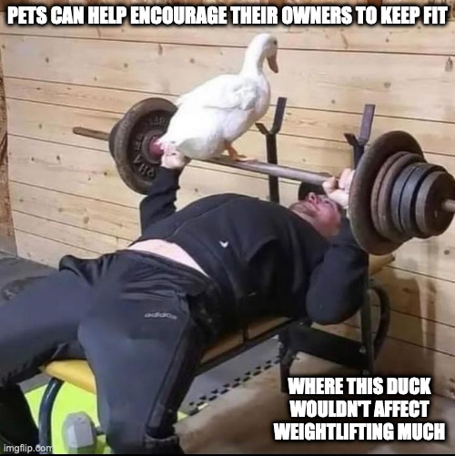 Duck on Bar | PETS CAN HELP ENCOURAGE THEIR OWNERS TO KEEP FIT; WHERE THIS DUCK WOULDN'T AFFECT WEIGHTLIFTING MUCH | image tagged in weight lifting,duck,memes | made w/ Imgflip meme maker