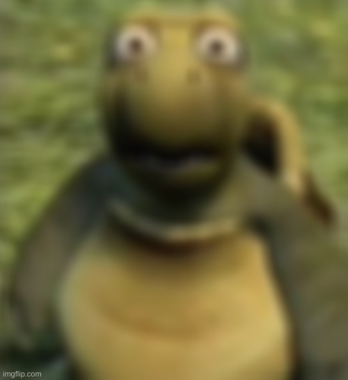shocked turtle | image tagged in shocked turtle | made w/ Imgflip meme maker