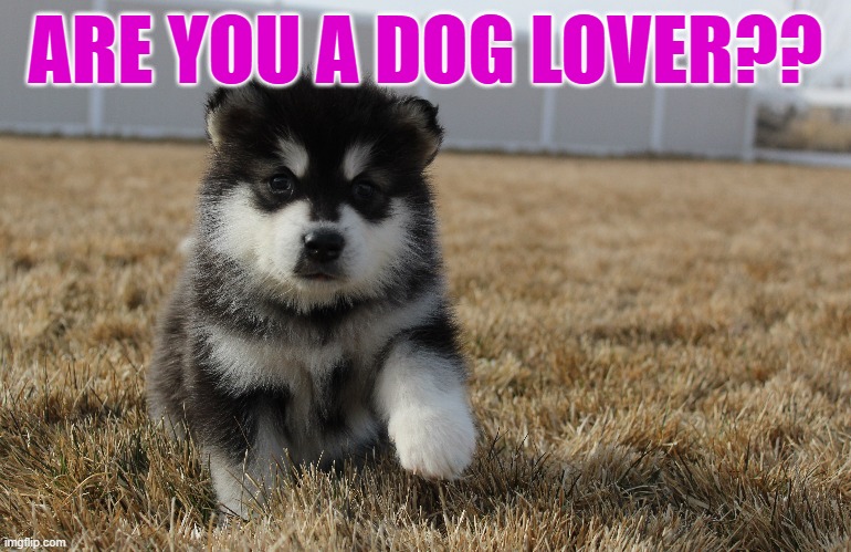 I was bored so i decided to make this | ARE YOU A DOG LOVER?? | image tagged in meme,dogs | made w/ Imgflip meme maker