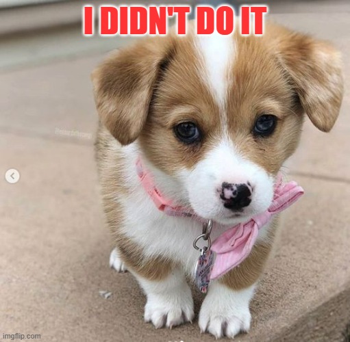 Innocent dog | I DIDN'T DO IT | image tagged in meme,dog | made w/ Imgflip meme maker