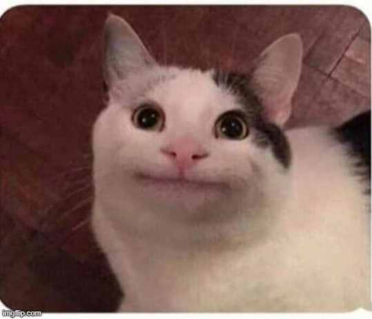 when someone repeats themselves and you still don't know what they're saying | image tagged in polite cat | made w/ Imgflip meme maker