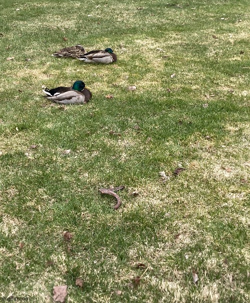 A couple of ducks I found out in a field | made w/ Imgflip meme maker