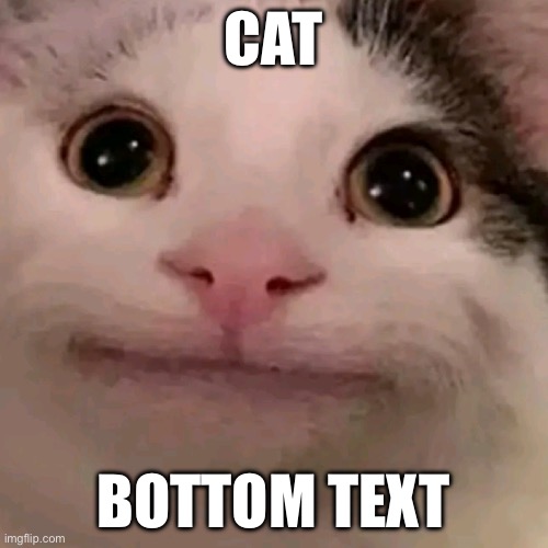 Cat | CAT; BOTTOM TEXT | image tagged in beluga | made w/ Imgflip meme maker