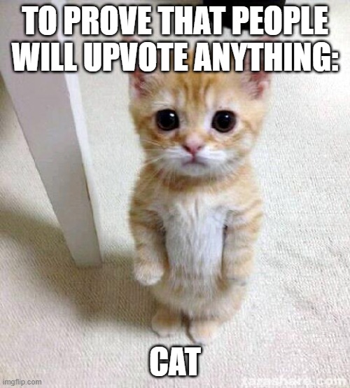 Cute Cat | TO PROVE THAT PEOPLE WILL UPVOTE ANYTHING:; CAT | image tagged in memes,cute cat | made w/ Imgflip meme maker