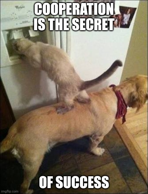 Smart animals | COOPERATION IS THE SECRET; OF SUCCESS | image tagged in smart animals | made w/ Imgflip meme maker