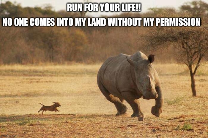 animals | RUN FOR YOUR LIFE!! NO ONE COMES INTO MY LAND WITHOUT MY PERMISSION | image tagged in animals | made w/ Imgflip meme maker