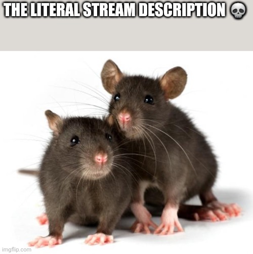 Rats | THE LITERAL STREAM DESCRIPTION 💀 | image tagged in rats | made w/ Imgflip meme maker
