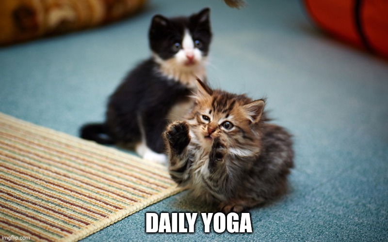 Cat Ancient Aliens | DAILY YOGA | image tagged in cat ancient aliens | made w/ Imgflip meme maker