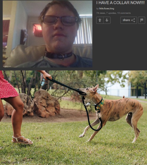 The dog is probably less likely to be the one with rabies. | made w/ Imgflip meme maker