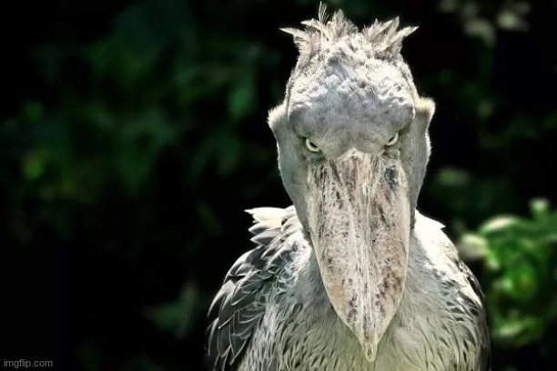 Devious Shoebill | image tagged in devious shoebill | made w/ Imgflip meme maker