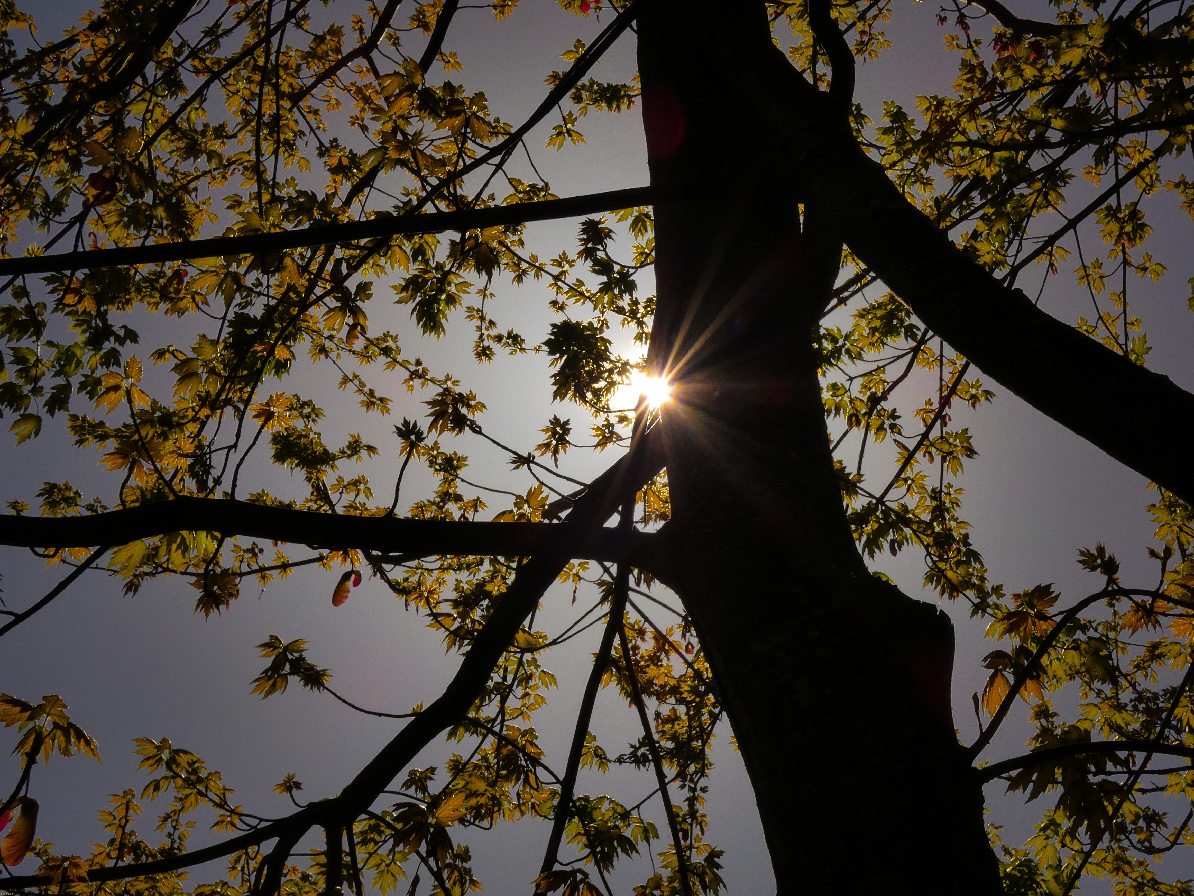 The sun coming through a tree | image tagged in share your own photos | made w/ Imgflip meme maker
