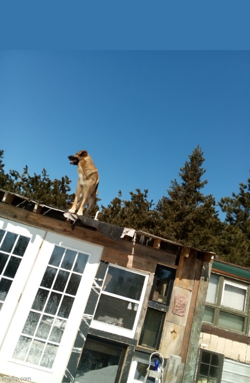 My dog on a roof for some reason | made w/ Imgflip meme maker