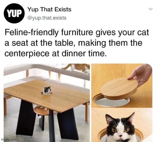 I gotta see this irl | image tagged in funny,cute,animals,cats,memes,wholesome | made w/ Imgflip meme maker