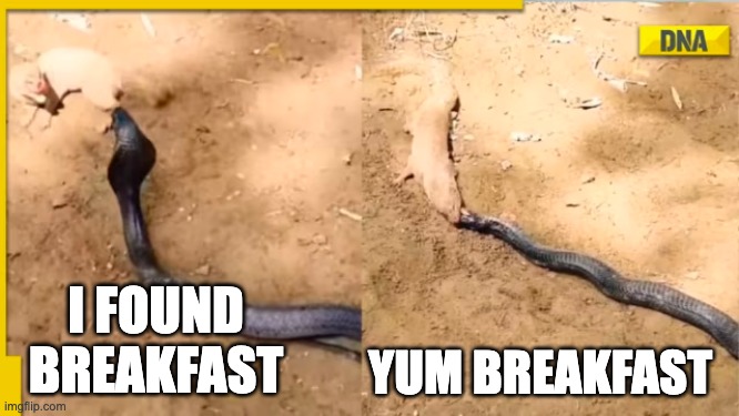 Found breakfast | I FOUND BREAKFAST; YUM BREAKFAST | image tagged in you have become the very thing you swore to destroy | made w/ Imgflip meme maker