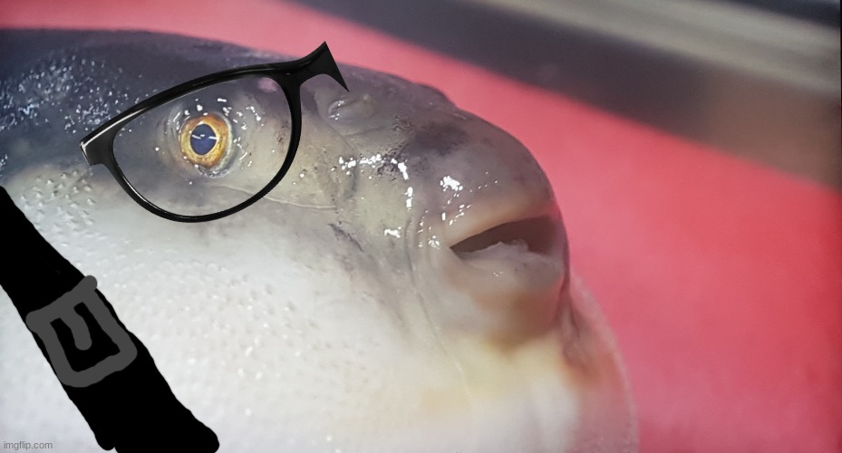 Fugufish | image tagged in fugufish | made w/ Imgflip meme maker