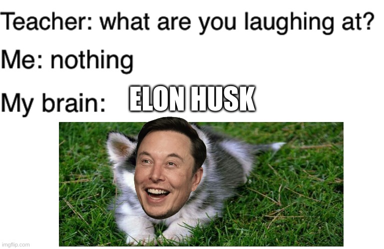 no longer da doge.... | ELON HUSK | image tagged in teacher what are you laughing at | made w/ Imgflip meme maker