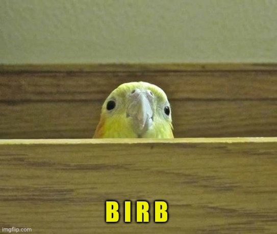 The Birb | B I R B | image tagged in the birb | made w/ Imgflip meme maker