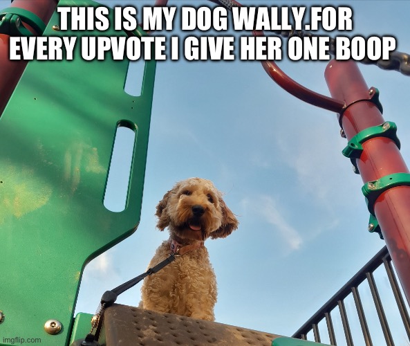Wally | THIS IS MY DOG WALLY.FOR EVERY UPVOTE I GIVE HER ONE BOOP | image tagged in dogs | made w/ Imgflip meme maker