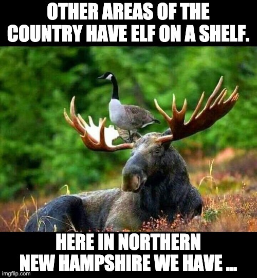 Very A-moose-ing | image tagged in elf on the shelf | made w/ Imgflip meme maker