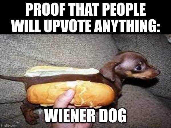 Clever title goes here | PROOF THAT PEOPLE WILL UPVOTE ANYTHING:; WIENER DOG | image tagged in memes | made w/ Imgflip meme maker