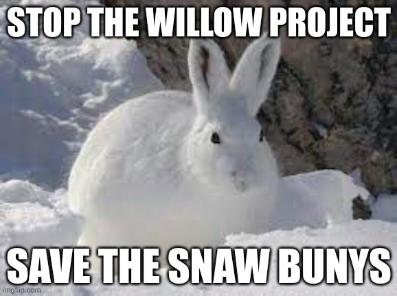 stop the willow project | STOP THE WILLOW PROJECT; SAVE THE SNAW BUNYS | image tagged in stop reading the tags | made w/ Imgflip meme maker