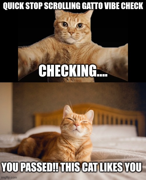 vibe check | QUICK STOP SCROLLING GATTO VIBE CHECK; CHECKING.... YOU PASSED!! THIS CAT LIKES YOU | image tagged in cat | made w/ Imgflip meme maker