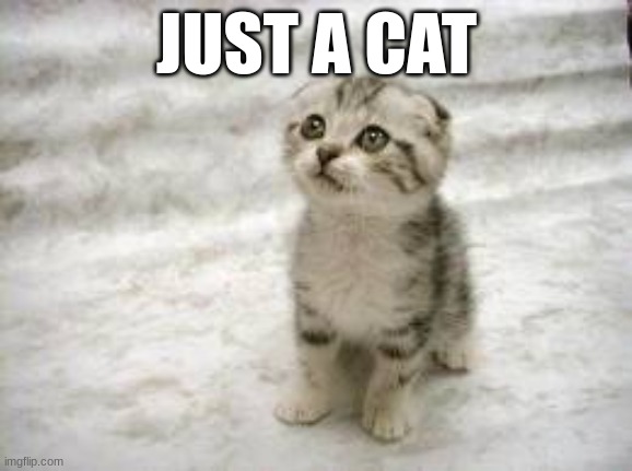 Sad Cat Meme | JUST A CAT | image tagged in memes,sad cat | made w/ Imgflip meme maker