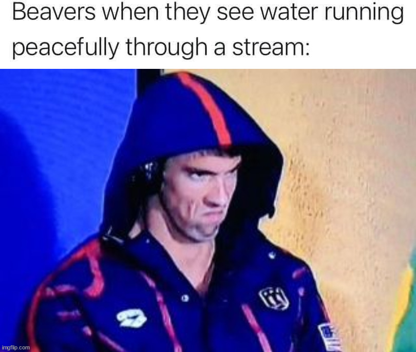 image tagged in memes,michael phelps death stare | made w/ Imgflip meme maker