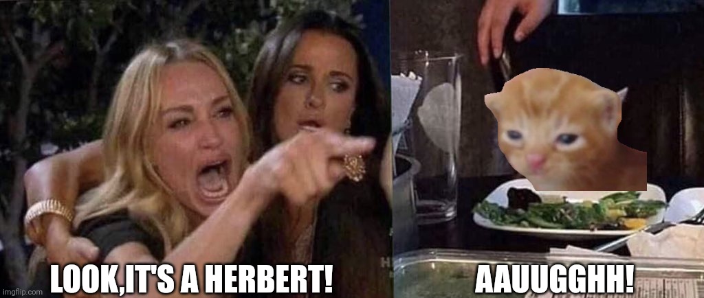 Kitty Herbert | LOOK,IT'S A HERBERT! AAUUGGHH! | image tagged in woman yelling at cat | made w/ Imgflip meme maker