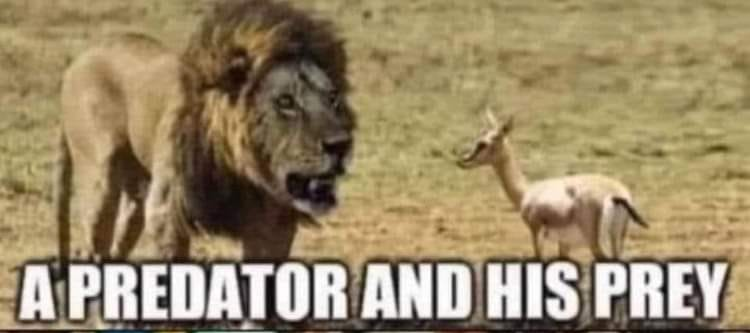 High Quality Predator/Prey Blank Meme Template