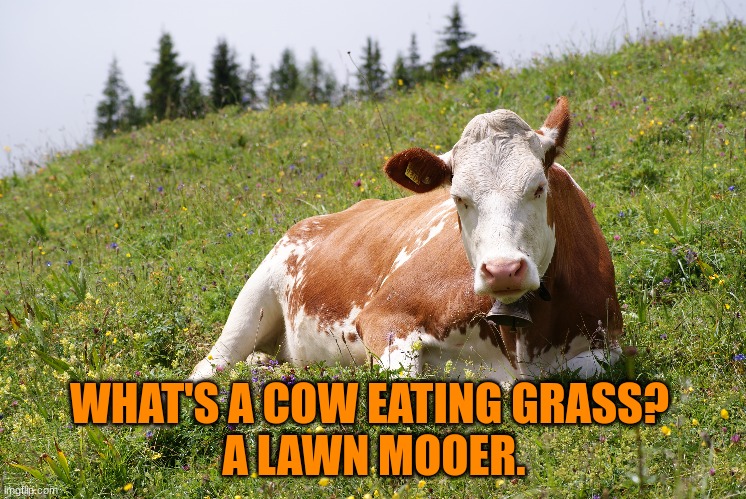 WHAT'S A COW EATING GRASS? 
A LAWN MOOER. | image tagged in dad joke,cows,memes,funny,bad pun | made w/ Imgflip meme maker