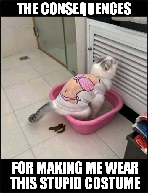 A Messy Revenge ! | THE CONSEQUENCES; FOR MAKING ME WEAR THIS STUPID COSTUME | image tagged in cats,revenge,toilet,costume | made w/ Imgflip meme maker