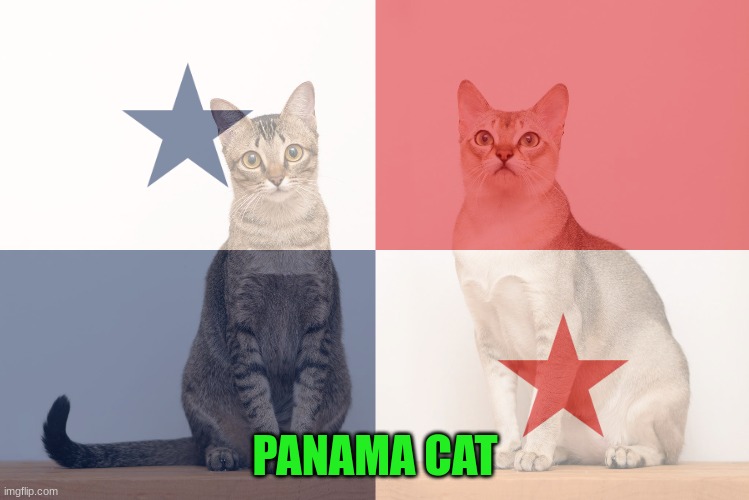 PANAMA CAT | image tagged in bad pun,cats,panama,memes,funny | made w/ Imgflip meme maker