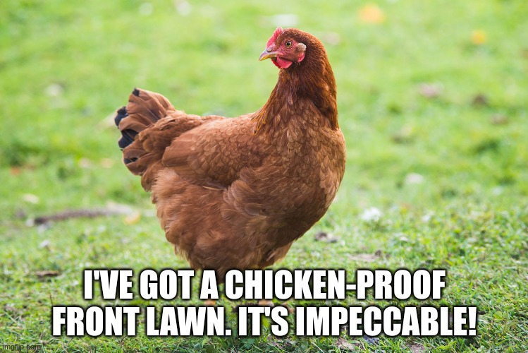 I'VE GOT A CHICKEN-PROOF FRONT LAWN. IT'S IMPECCABLE! | image tagged in dad joke,bad pun,memes,funny,chicken | made w/ Imgflip meme maker