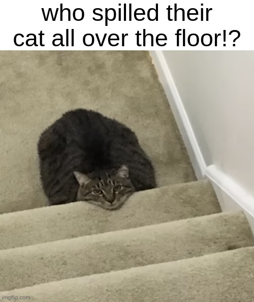Liquid | who spilled their cat all over the floor!? | image tagged in cats | made w/ Imgflip meme maker
