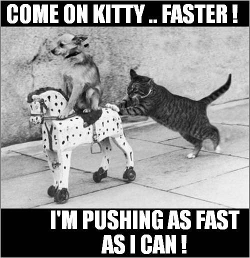 Onward Steed ! | COME ON KITTY .. FASTER ! I'M PUSHING AS FAST
AS I CAN ! | image tagged in dogs,onward steed,cat,pushing | made w/ Imgflip meme maker