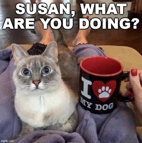 Don't make the cat angry | SUSAN, WHAT ARE YOU DOING? | image tagged in cats | made w/ Imgflip meme maker