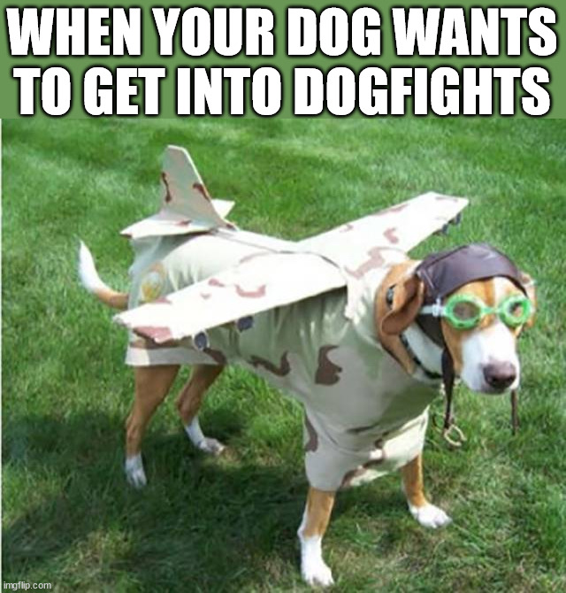 WHEN YOUR DOG WANTS TO GET INTO DOGFIGHTS | made w/ Imgflip meme maker