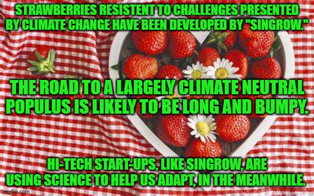 Necessity, that "Mother," strikes again. | STRAWBERRIES RESISTENT TO CHALLENGES PRESENTED BY CLIMATE CHANGE HAVE BEEN DEVELOPED BY "SINGROW."; THE ROAD TO A LARGELY CLIMATE NEUTRAL POPULUS IS LIKELY TO BE LONG AND BUMPY. HI-TECH START-UPS, LIKE SINGROW, ARE USING SCIENCE TO HELP US ADAPT, IN THE MEANWHILE. | image tagged in politics | made w/ Imgflip meme maker