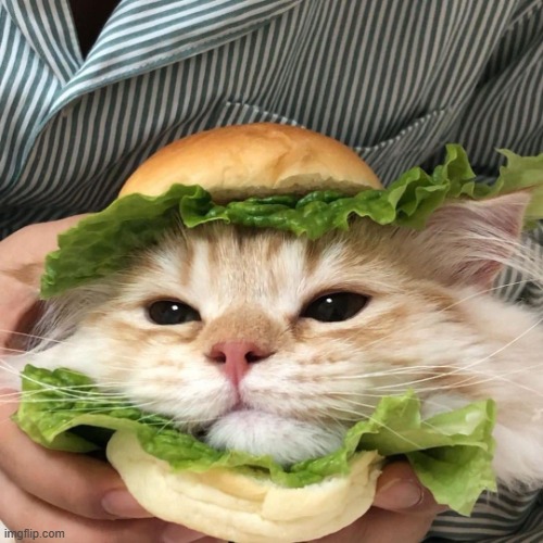 Cat Sandwich | image tagged in cat sandwich | made w/ Imgflip meme maker