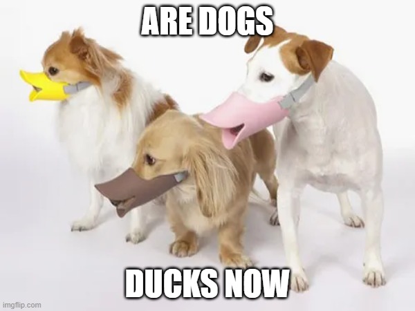 Are dogs ducks now? | ARE DOGS; DUCKS NOW | made w/ Imgflip meme maker