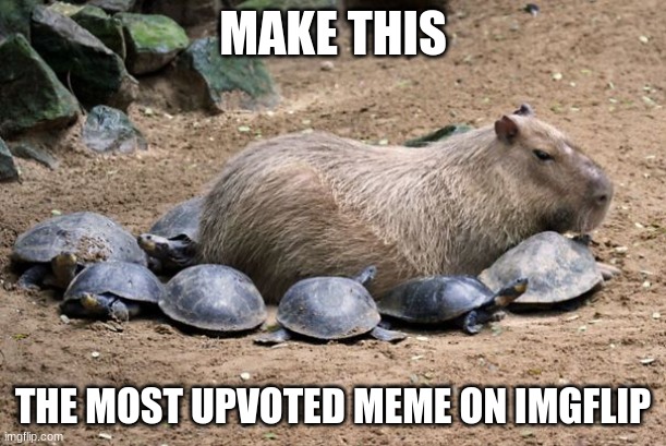 make this the most upvoted meme on imgflip | MAKE THIS; THE MOST UPVOTED MEME ON IMGFLIP | image tagged in capybara,most upvotes | made w/ Imgflip meme maker
