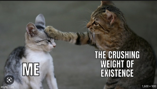 the cats | image tagged in cat memes | made w/ Imgflip meme maker