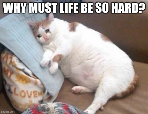 *crying in the corner* | WHY MUST LIFE BE SO HARD? | image tagged in fat cat crying | made w/ Imgflip meme maker