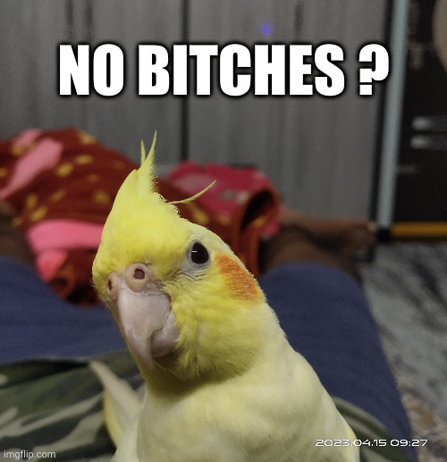 no bitches ? | NO BITCHES ? | image tagged in surprised pikachu,pikachu,parrot,birb,no bitches | made w/ Imgflip meme maker