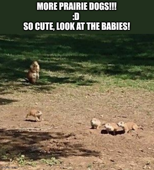 MORE PRAIRIE DOGS!!!
:D 
SO CUTE, LOOK AT THE BABIES! | made w/ Imgflip meme maker