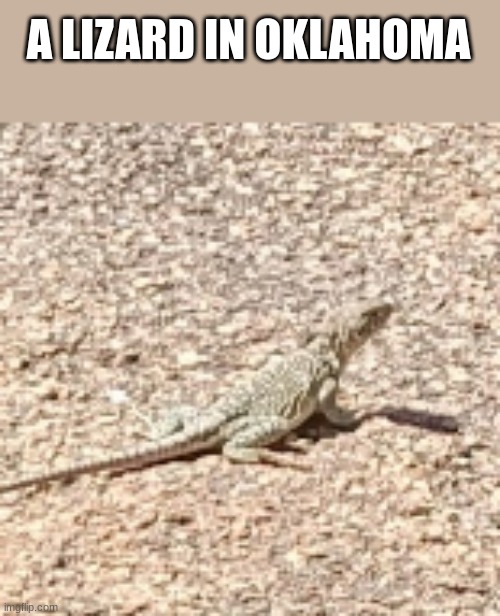 A LIZARD IN OKLAHOMA | made w/ Imgflip meme maker