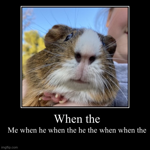 When he the when??? | image tagged in funny,demotivationals,guinea pig,cute,confused,surprised | made w/ Imgflip demotivational maker