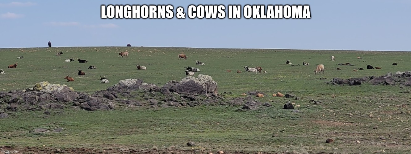 LONGHORNS & COWS IN OKLAHOMA | made w/ Imgflip meme maker